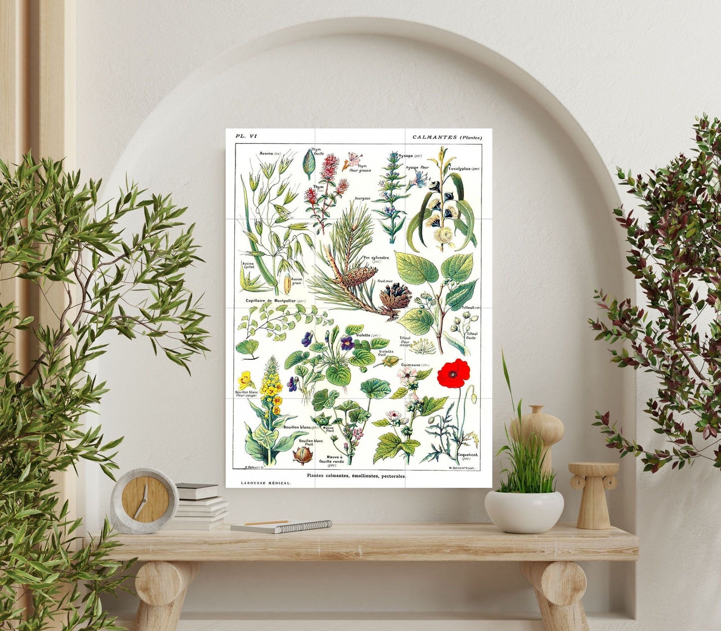 Tile Mural/Mosaic Ceramic Vintage Medical Herbs Illustration -Larousse -Herb Wall Art - Vintage Botanical Print -Plant Art - Herbs Print