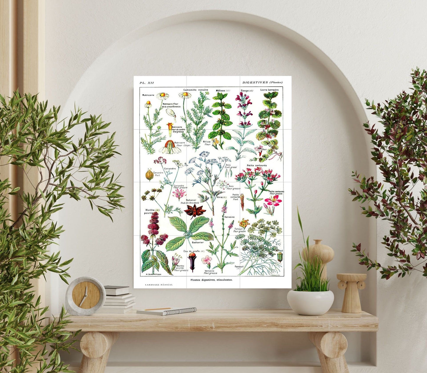 Tile Mural/Mosaic Ceramic Vintage Plant Illustration - Larousse - Plant Wall Art - Vintage Botanical Print - Plant Art - Plant Print