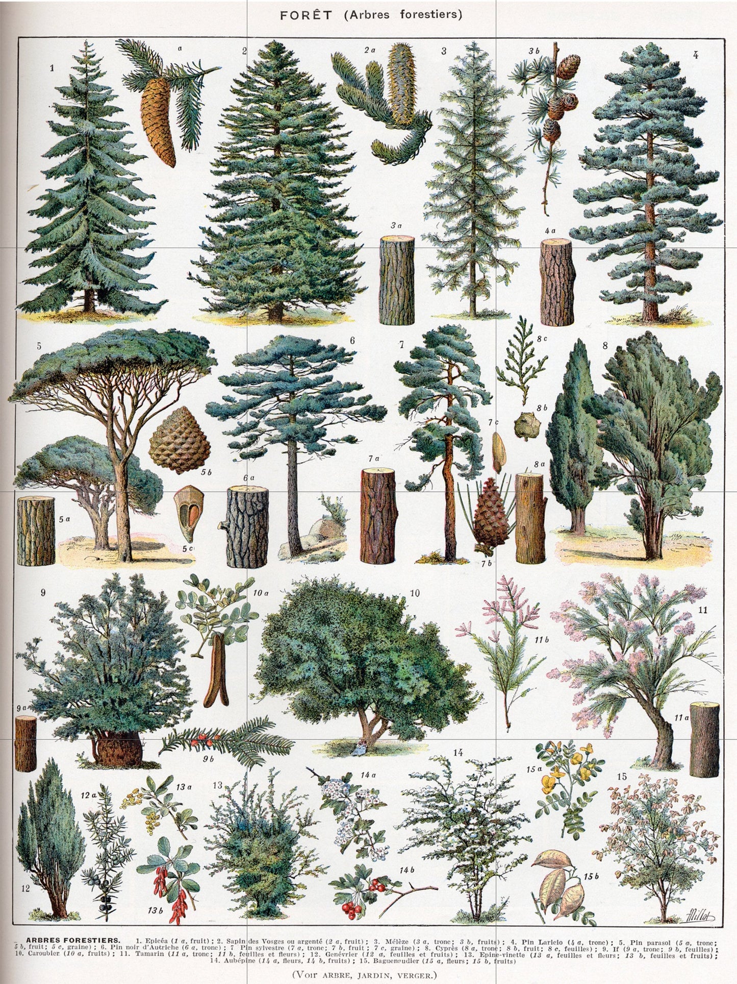 Tile Mural/Mosaic Ceramic Vintage Tree Wall Art - Plant Illustration - Larousse - Plant Wall Art - Kitchen Mural - Vintage Botanical Print