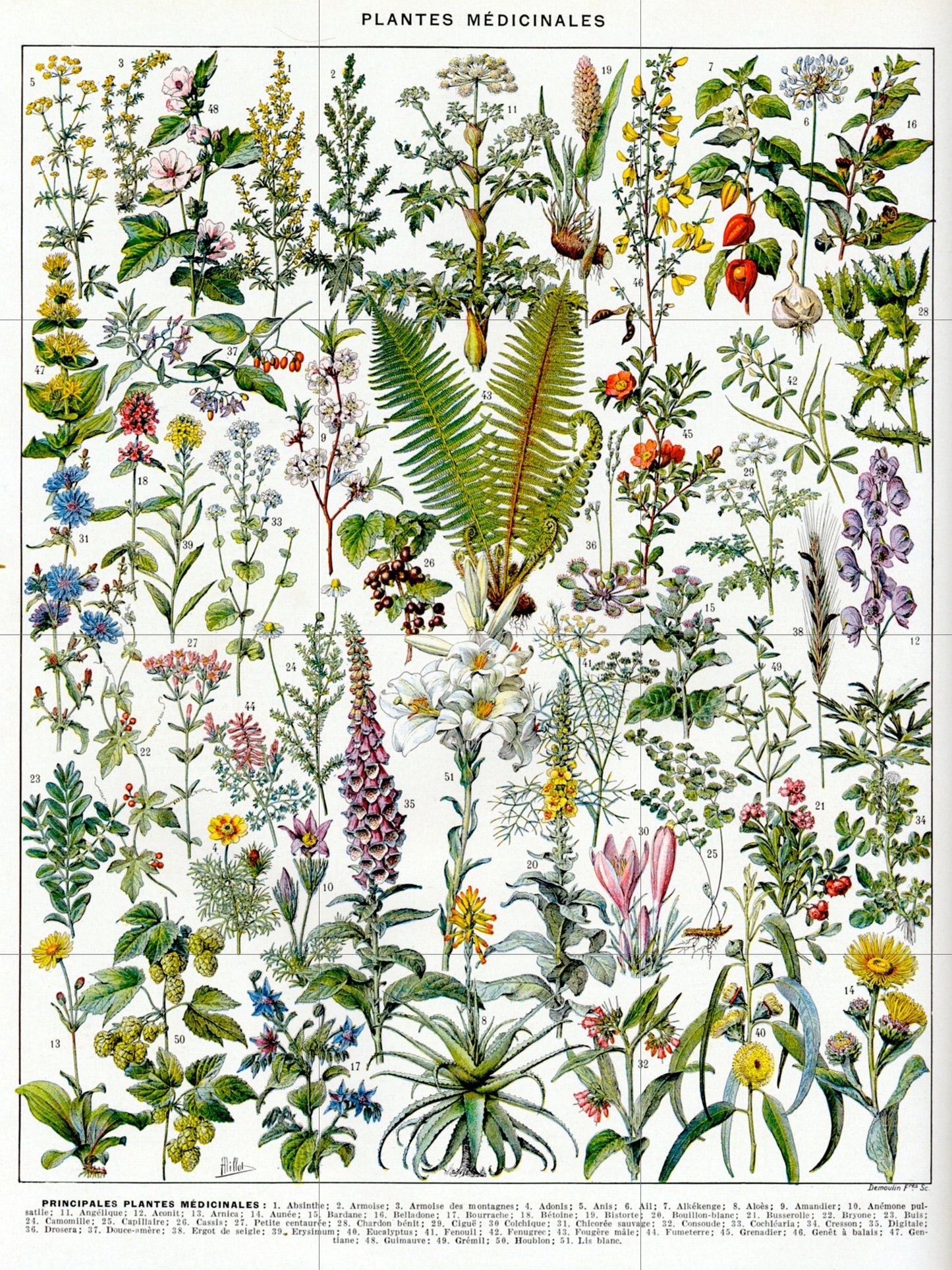 Tile Mural/Mosaic Ceramic Vintage Medical Plants Illustration -Larousse - Plant Wall Art - Vintage Botanical Print - Plant Art - Herbs Print
