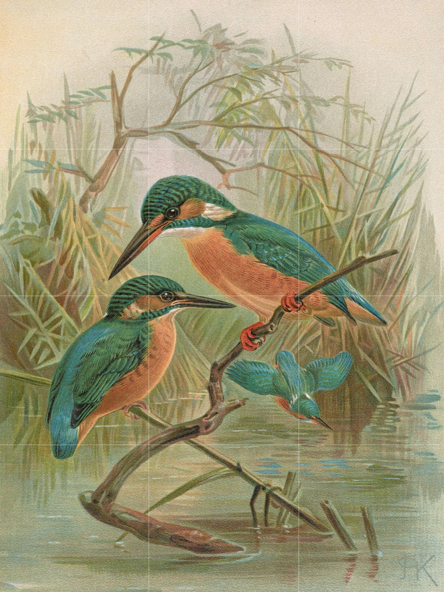 Tile Mural/Mosaic Ceramic Panel of Kingfisher Birds- Johann Friedrich Neumann - Bird Print - Bird Mural- Vintage Birds Print - Bird Wall Art