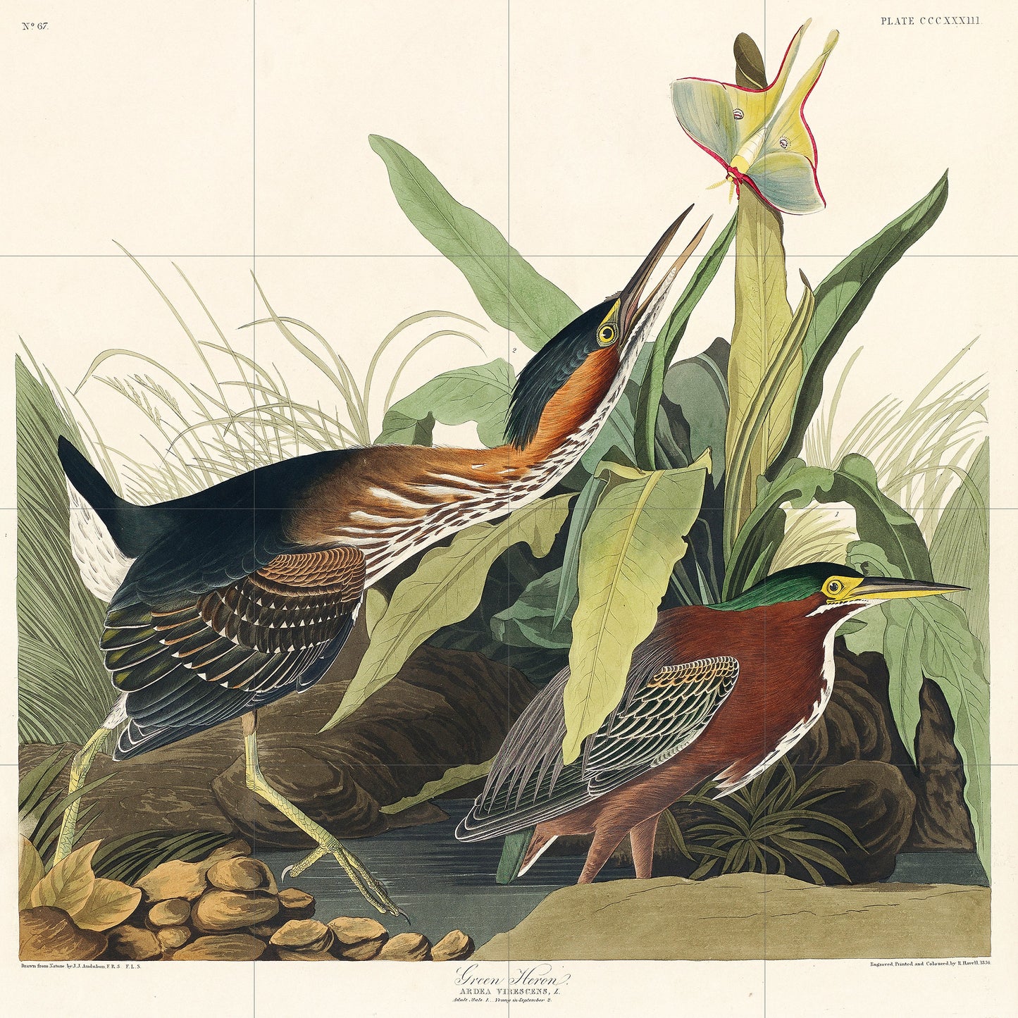 Tile Mural/Mosaic Ceramic Panel of Green Heron John James Audubon Prints - Gloss Tiles - Bird Mosaic Art - Heron Bird Painting - Bird Mural