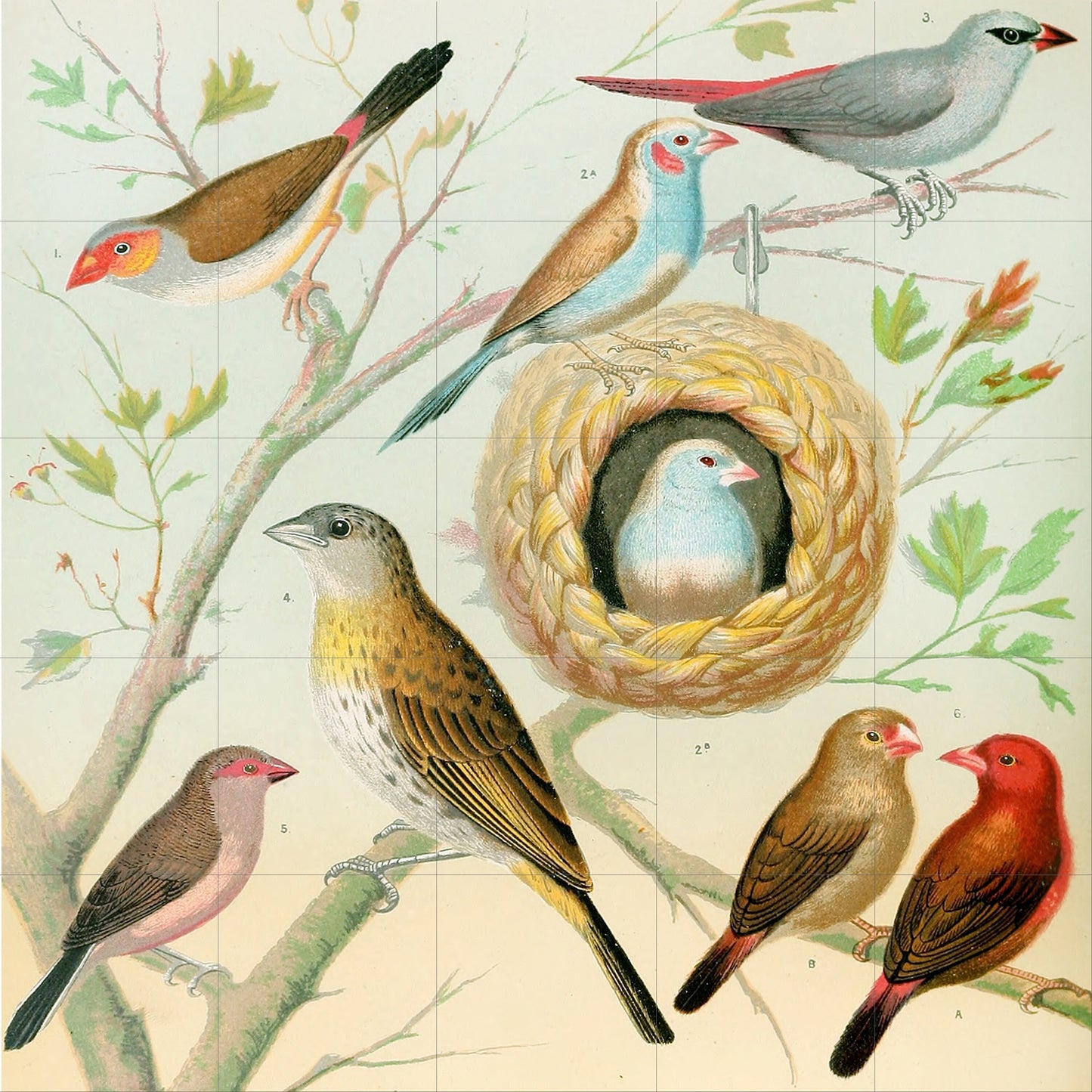 Tile Mural/Mosaic Ceramic Panel of Birds - W A Blakston Prints -Gloss Tiles - Bird Mosaic Art -Bird Painting - Bird Mural - Birds Art Prints