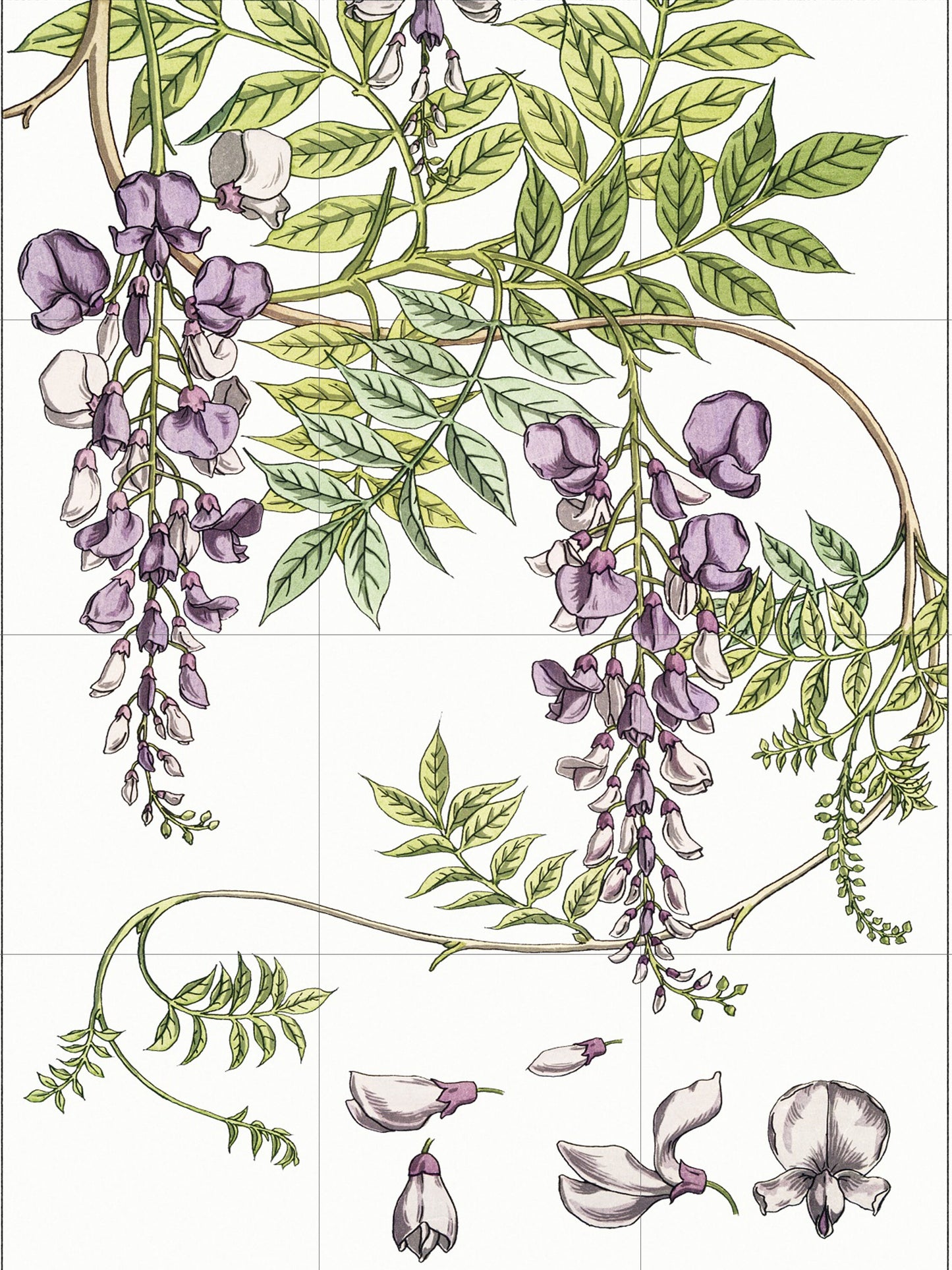 Tile Mural/Mosaic Ceramic Panel of Wisteria - Flower Wall Art -Vintage Botanical Print -Wisteria Print Home Decor- Flower Mural - Floral Art