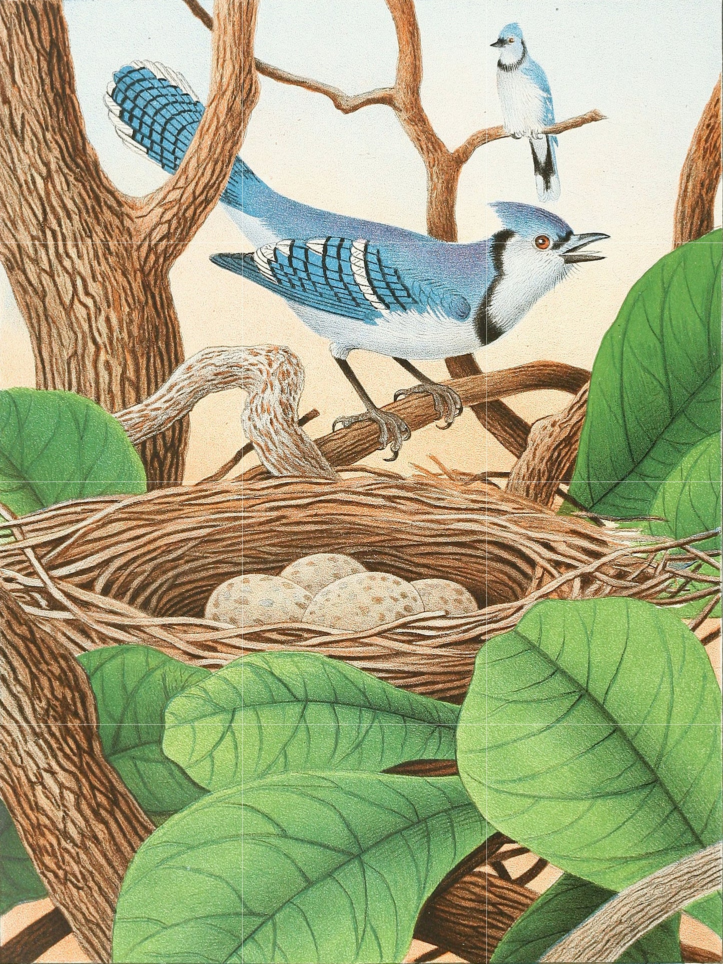 Tile Mural/Mosaic Ceramic Panel of Blue Jay Bird - Edwin L Sheppard - Bird Mural - Blue Jay Print - Vintage Bird Wall Art - Blue Jay Decor