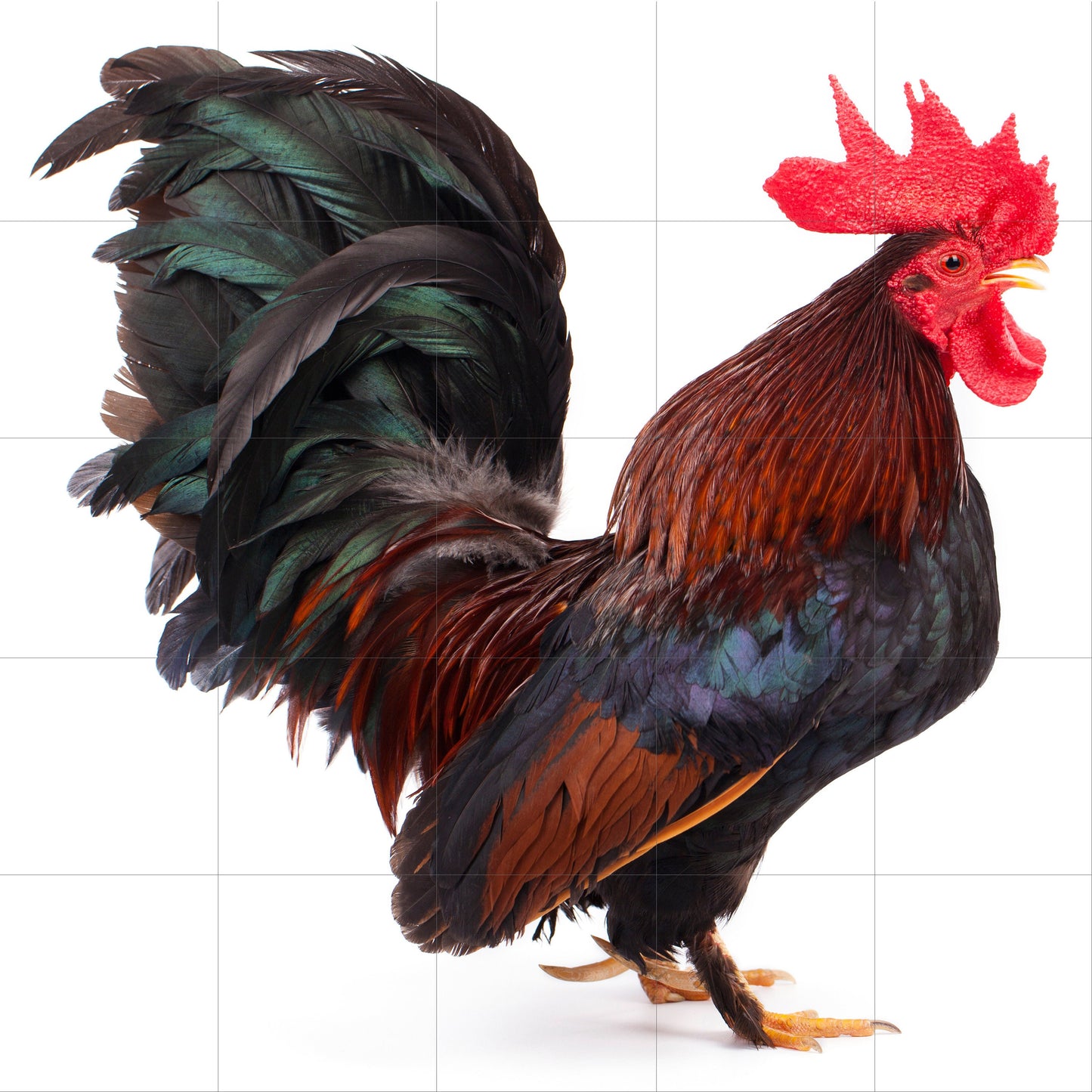 Tile Mural/Mosaic Ceramic Panel of a Rooster - Countryside Mural - Rooster Wall Art Print - Rooster Mural -Gloss Tiles - Countryside Art