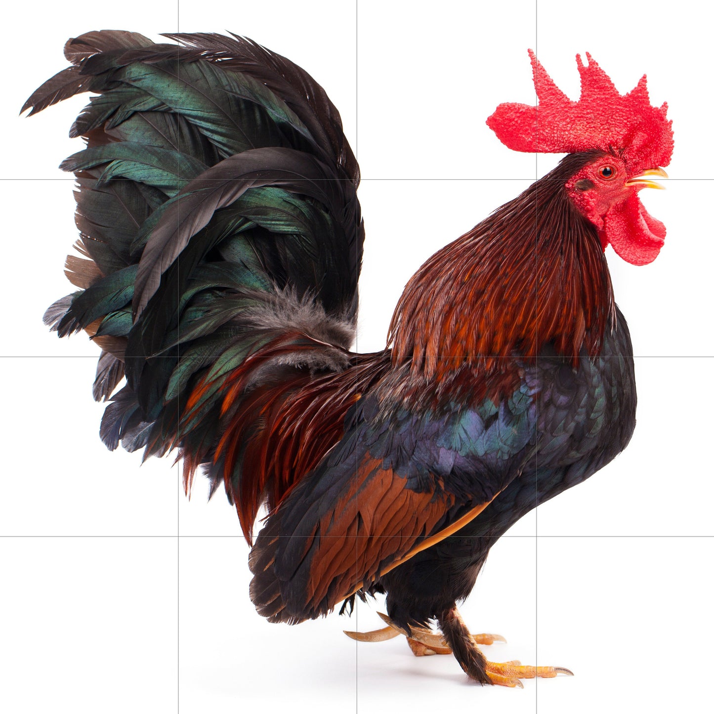 Tile Mural/Mosaic Ceramic Panel of a Rooster - Countryside Mural - Rooster Wall Art Print - Rooster Mural -Gloss Tiles - Countryside Art