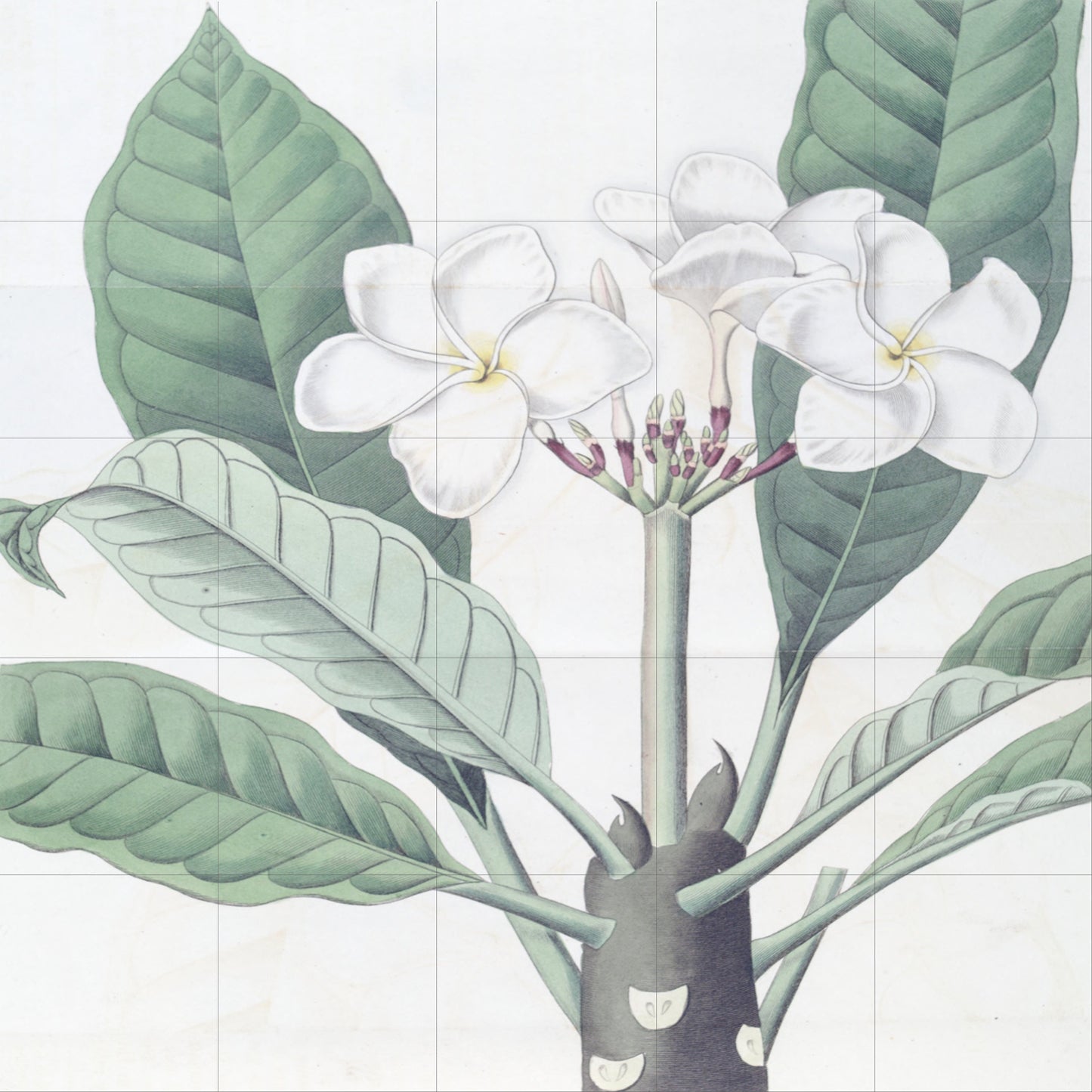 Tile Mural/Mosaic Ceramic Panel Plumeria - Edwards Sydenham - Flower Wall Art - Vintage Botanical Print - Floral Art - Flower Mural