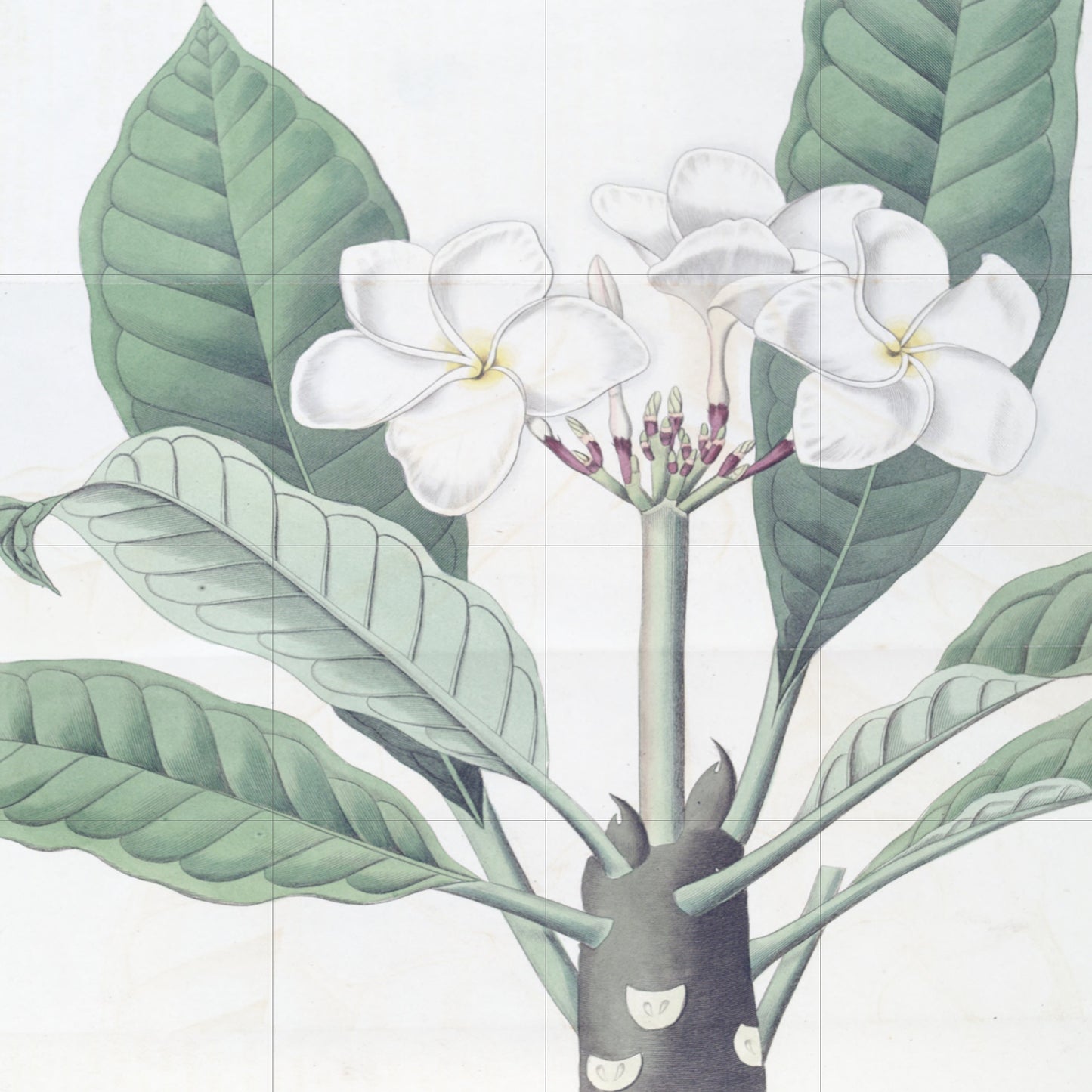 Tile Mural/Mosaic Ceramic Panel Plumeria - Edwards Sydenham - Flower Wall Art - Vintage Botanical Print - Floral Art - Flower Mural