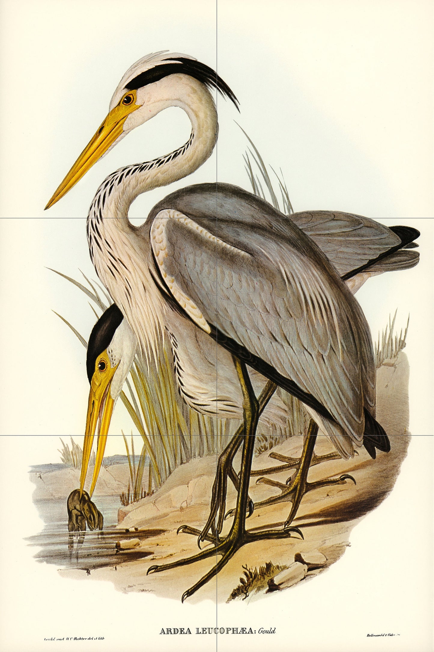 Tile Mural/Mosaic Ceramic Panel of Great Grey Heron - Bird Mosaic - Heron Painting - Bird Mural - Gloss Tiles - Heron Wall Art Print