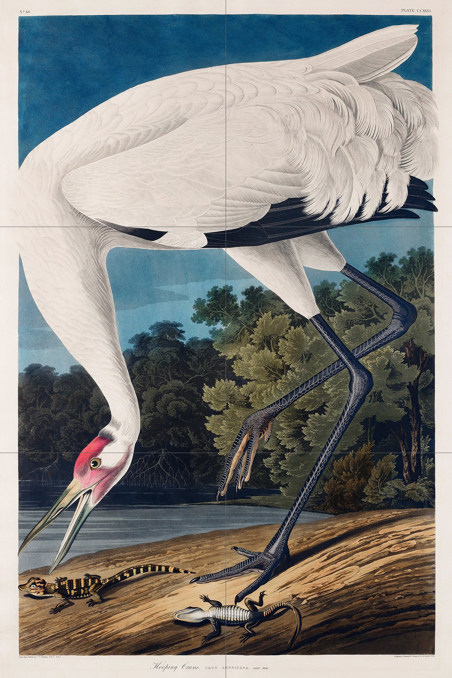 Tile Mural/Mosaic Ceramic Panel of Hooping Crane - John James Audubon - Wall Nature Art - Bird Mural - Gloss Tiles - Heron Wall Art Print