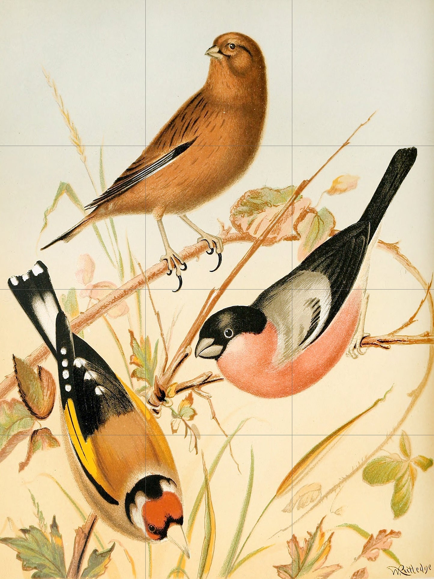 Tile Mural/Mosaic Ceramic Panel of Birds - Archibald Thorburn -Bird Mural - Gloss Tiles -Bird Mosaic - Bird Wall Art- Bird Prints Home Decor