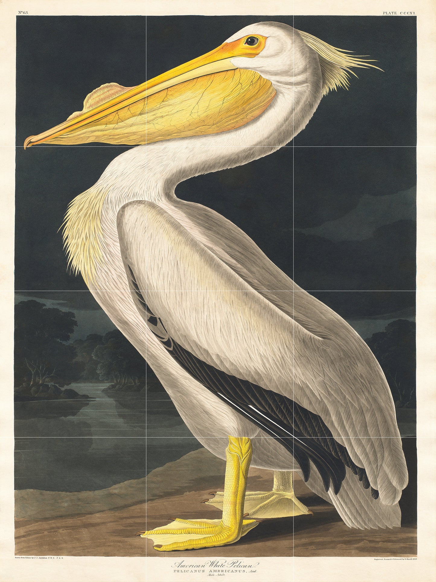 Tile Mural/Mosaic Ceramic Panel of Pelican Tropical Bird - John James Audubon - Bird Mural - Gloss Tiles - Pelican Wall Art Print - Bird Art