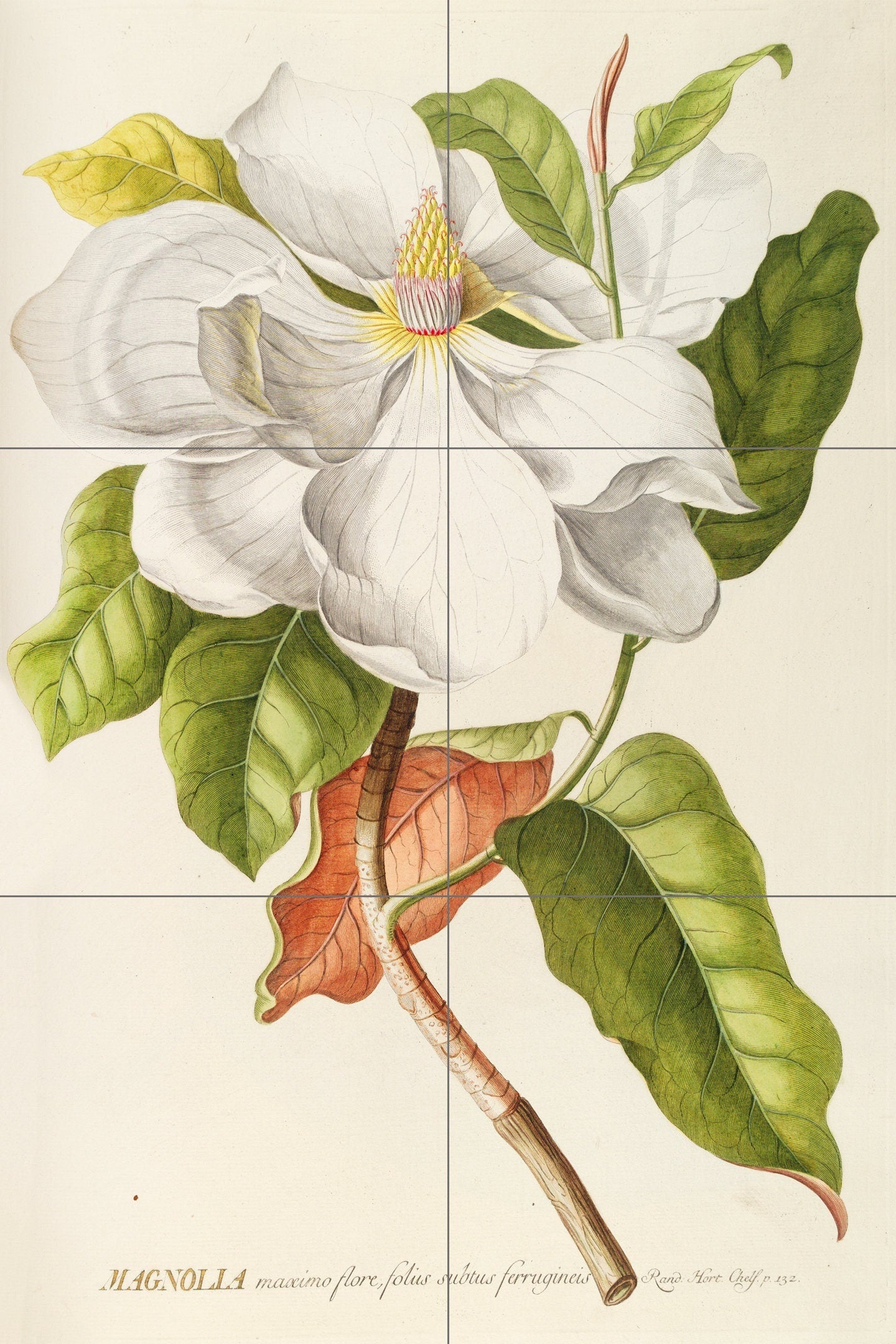 Tile Mural/Mosaic Ceramic Panel of Dionysius Ehret Magnolia - Vintage Botanica print - Magnolia print - Tile Mosaic - Floral Tile Mural