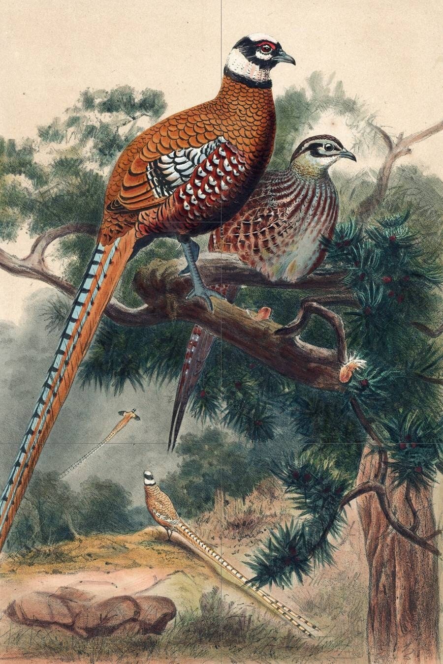 Tile Mural/Mosaic Ceramic Panel of Revees Pheasant - Joseph Wolf - Wall Birds Art Print - Tile Mural - Gloss Tiles - Bird Tile Mosaic