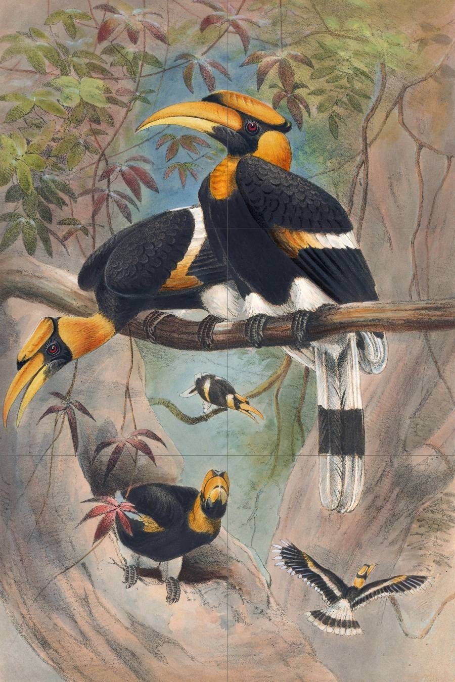 Tile Mural/Mosaic Ceramic Panel of The Rhinoceros Hornbill- Joseph Wolf - Wall Birds Art Print - Tile Mural - Gloss Tiles - Bird Tile Mosaic