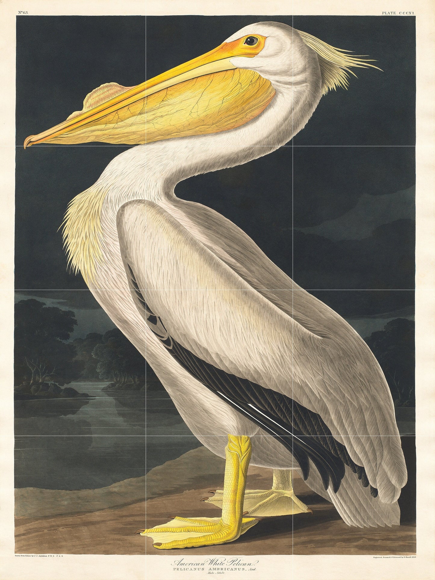 Tile Mural/Mosaic Ceramic Panel of Pelican Tropical Bird - John James Audubon - Bird Mural - Gloss Tiles - Pelican Wall Art Print - Bird Art