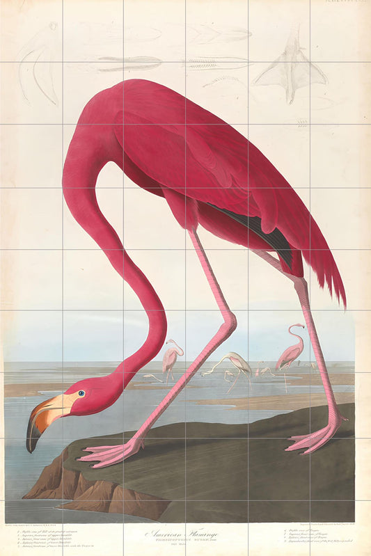 Tile Mural/Mosaic Ceramic Panel of Pink Flamingo - John James Auburn - Bird Print - Bird Art - Vintage Birds Print - Bird Wall Art - Auburn