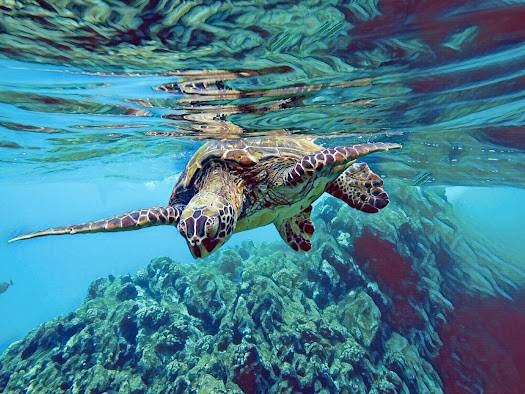 Tile Mural/Mosaic Ceramic Panel of an Ocean Undersea Sea Turtle - Underwater Wall Nature Art Print - Tile Mural - Gloss Tiles - Tile Mosaic
