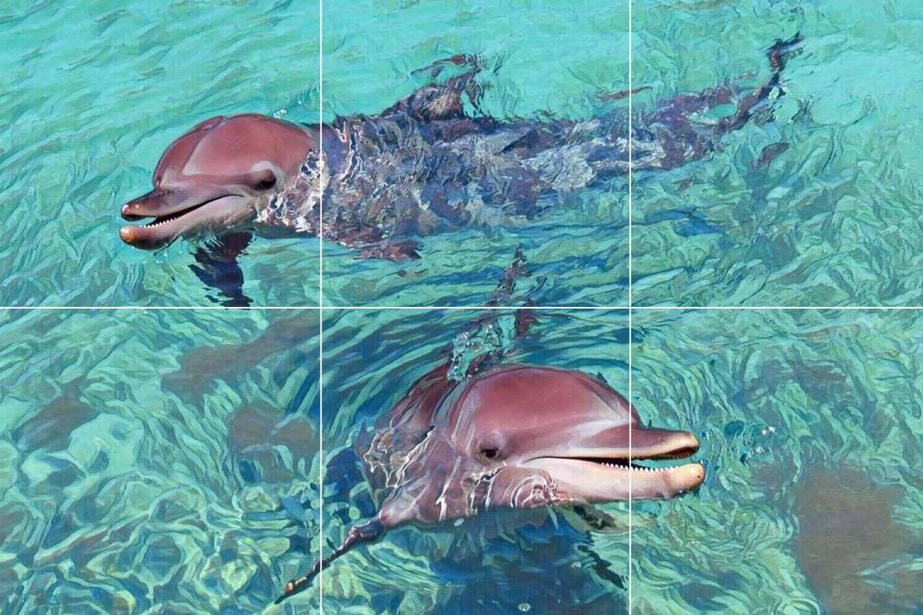 Tile Mural/Mosaic Ceramic Panel of Dolphins - Underwater World Wall Art - Tile Mural Art Print - Tropical Home Decor - Dolphin Tile Mosaic