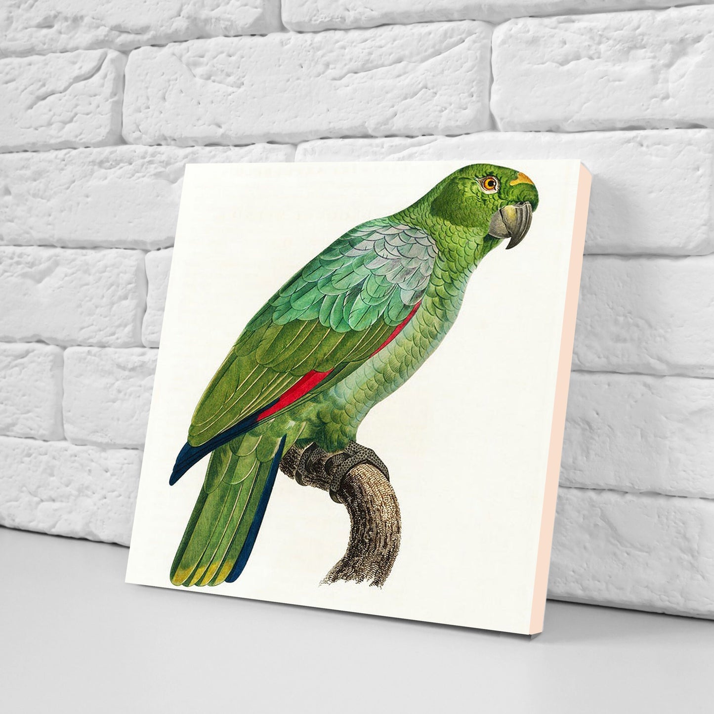 Parrots vintage illustration Set of 3 Ceramic tiles,Ceramic Decor Tiles,Kitchen Backsplash , Bathroom Tiles, Vintage illustration wall art