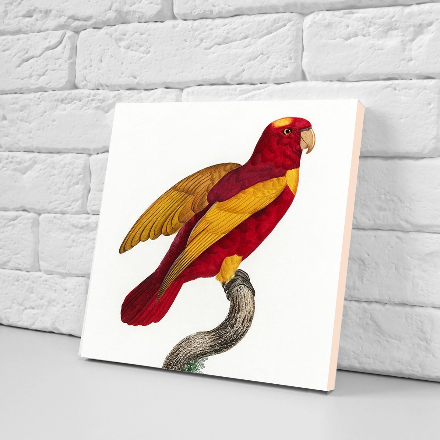 Parrots vintage illustration Set of 3 Ceramic tiles,Ceramic Decor Tiles,Kitchen Backsplash , Bathroom Tiles, Vintage illustration wall art