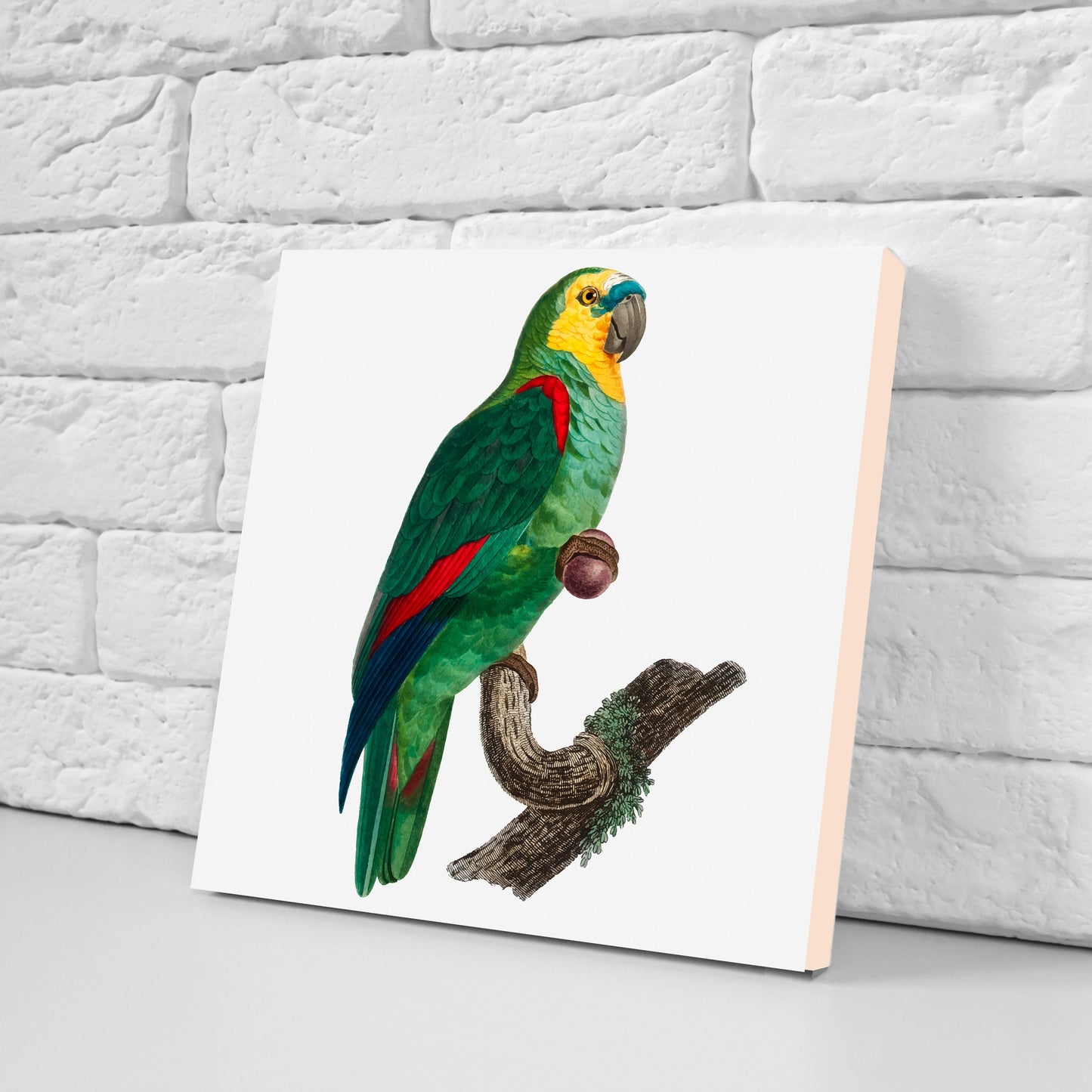 Parrots vintage illustration Set of 3 Ceramic tiles,Ceramic Decor Tiles,Kitchen Backsplash , Bathroom Tiles, Vintage illustration wall art