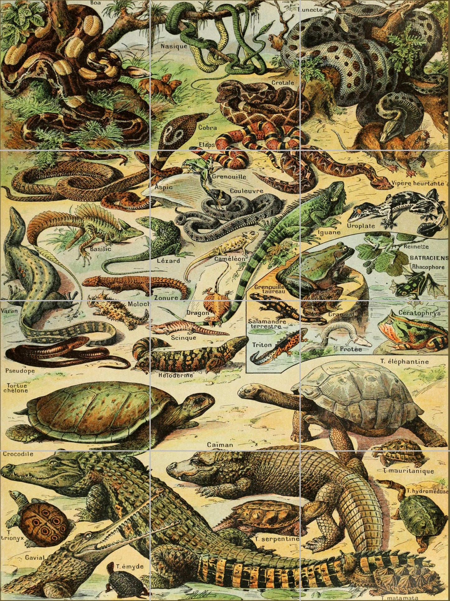 Tile Mural/Mosaic Ceramic Panel of Adolphe Millot Vintage Reptiles Illustration - Reptiles wall Print - Adolphe Millot Print - Tile mural