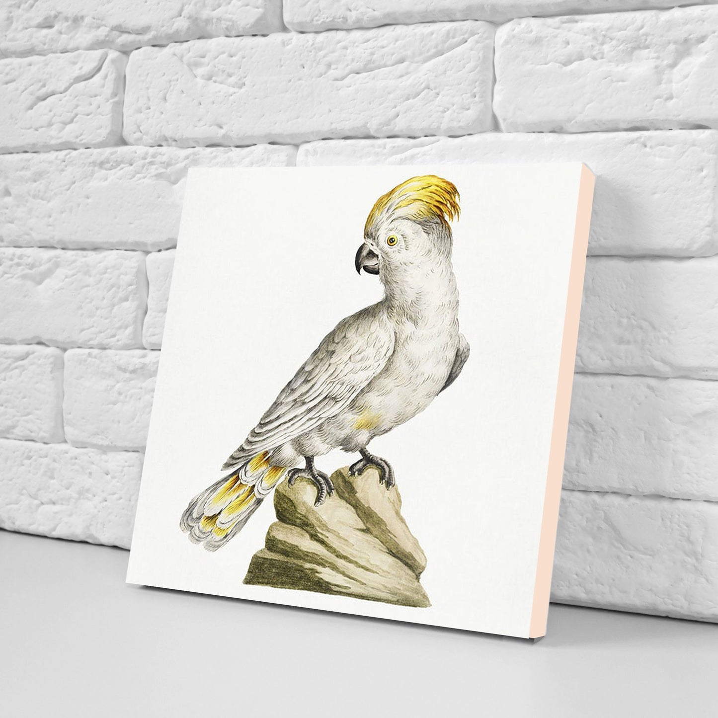 Parrots vintage illustration Set of 3 Ceramic tiles,Ceramic Decor Tiles,Kitchen Backsplash , Bathroom Tiles, Vintage illustration wall art