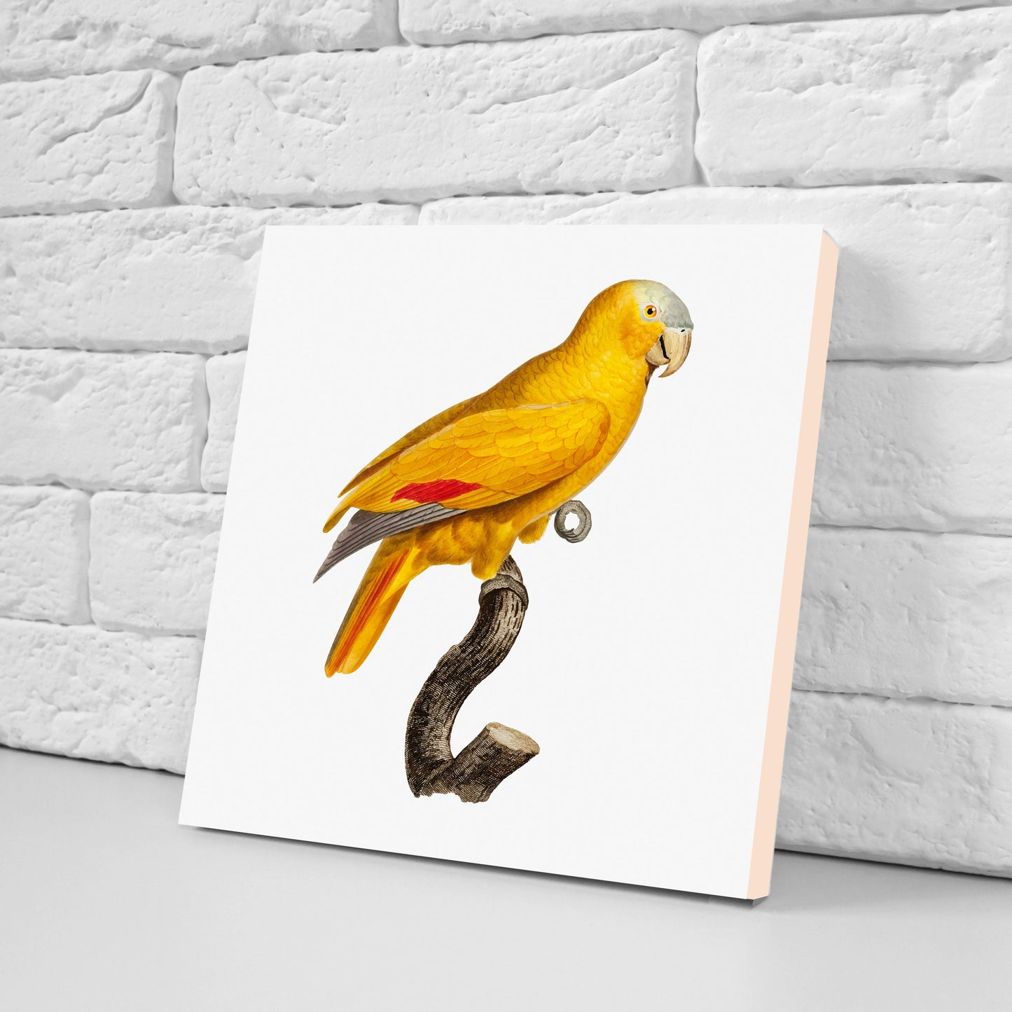 Parrots vintage illustration Set of 3 Ceramic tiles,Ceramic Decor Tiles,Kitchen Backsplash , Bathroom Tiles, Vintage illustration wall art