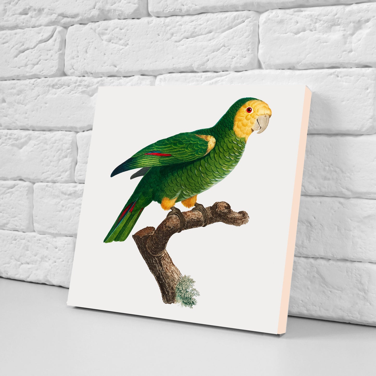 Parrots vintage illustration Set of 3 Ceramic tiles,Ceramic Decor Tiles,Kitchen Backsplash , Bathroom Tiles, Vintage illustration wall art