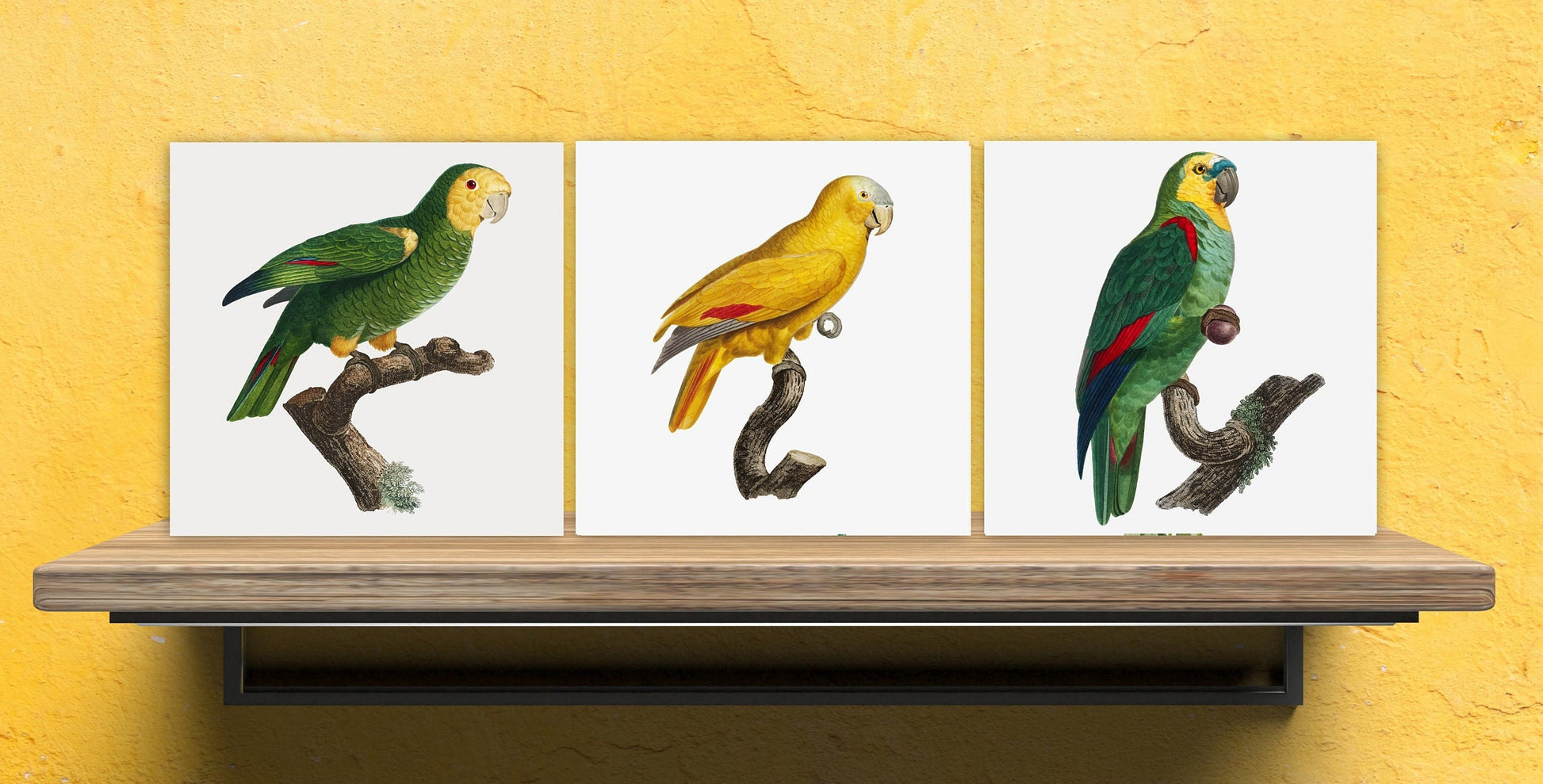 Parrots vintage illustration Set of 3 Ceramic tiles,Ceramic Decor Tiles,Kitchen Backsplash , Bathroom Tiles, Vintage illustration wall art