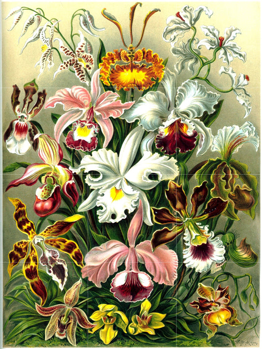 Tile Mural/Mosaic Ceramic Panel of Orchids - Flowers - Vintage Botanical Print - Ernst Haeckel Print Vintage Illustration - Flower Mural