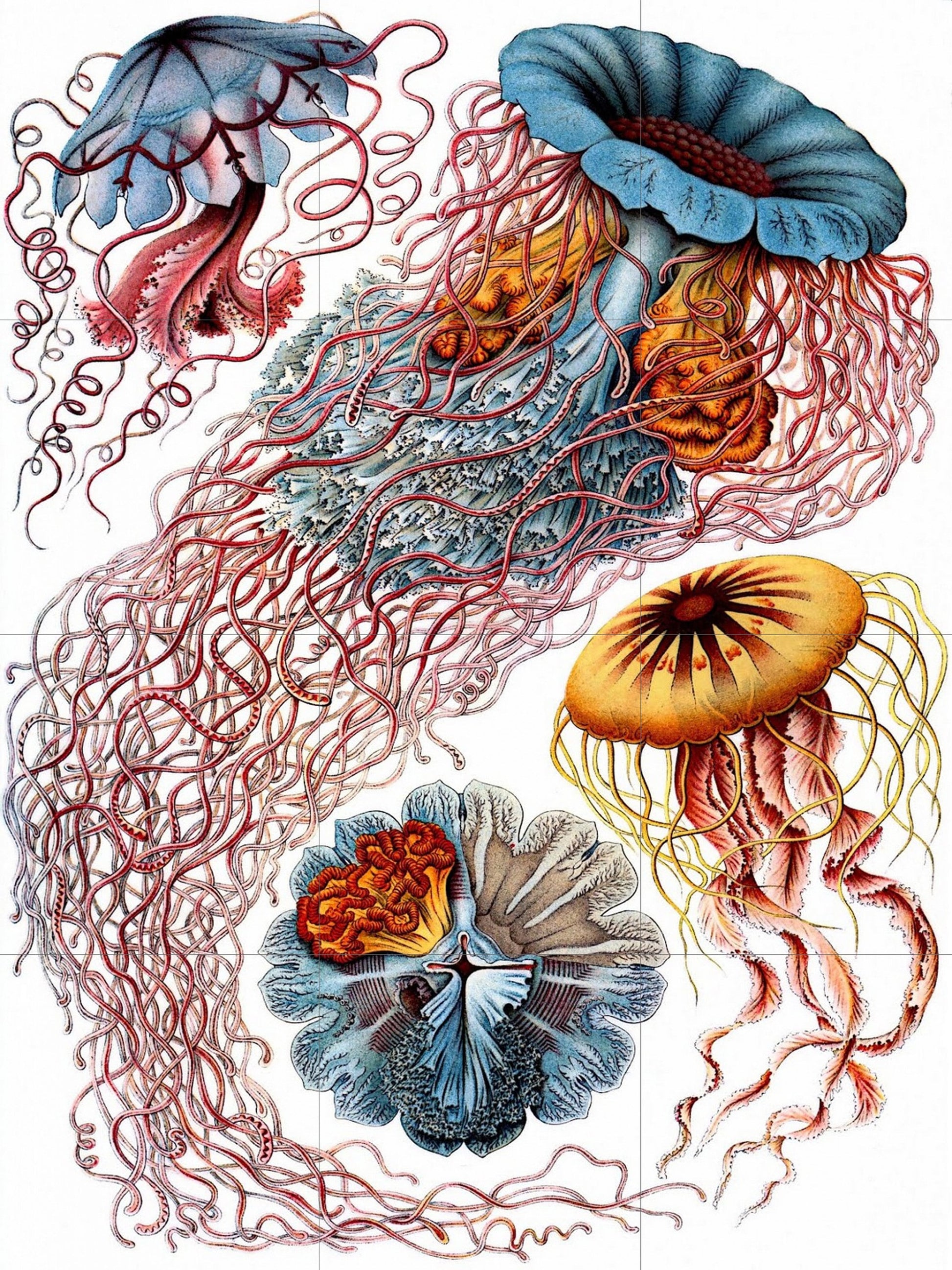 Tile Mural/Mosaic Ceramic Panel of Jellyfish - Sea Creatures -Vintage Sea Life Print - Ernst Haeckel Print Vintage Illustration - Ocean Life