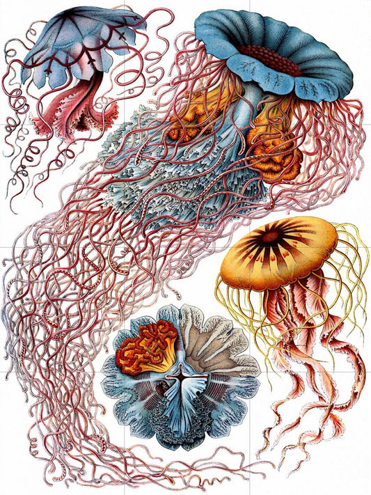 Tile Mural/Mosaic Ceramic Panel of Jellyfish - Sea Creatures -Vintage Sea Life Print - Ernst Haeckel Print Vintage Illustration - Ocean Life