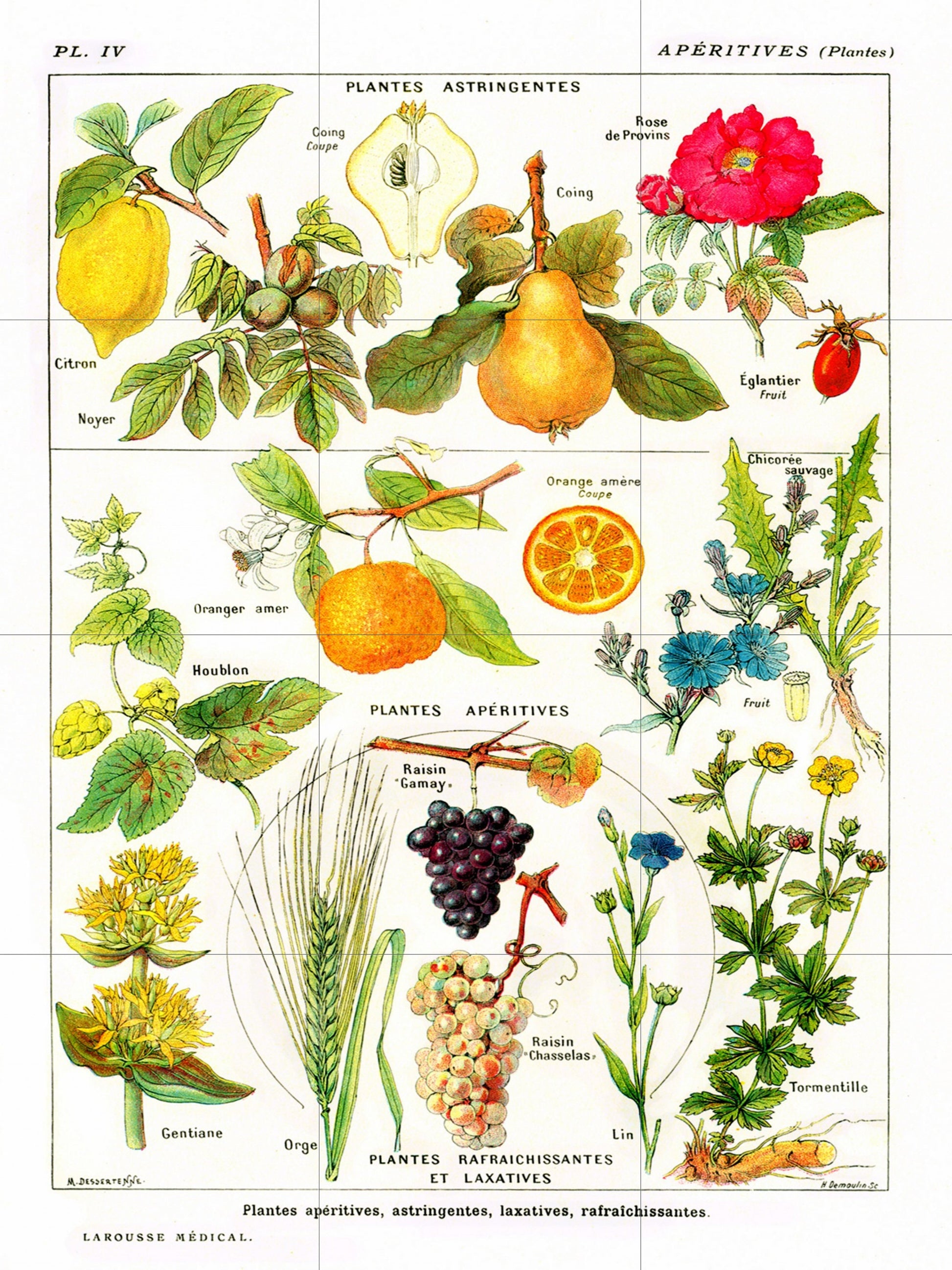 Vintage Fruit Illustration Tile Mural: Larousse Botanical Art