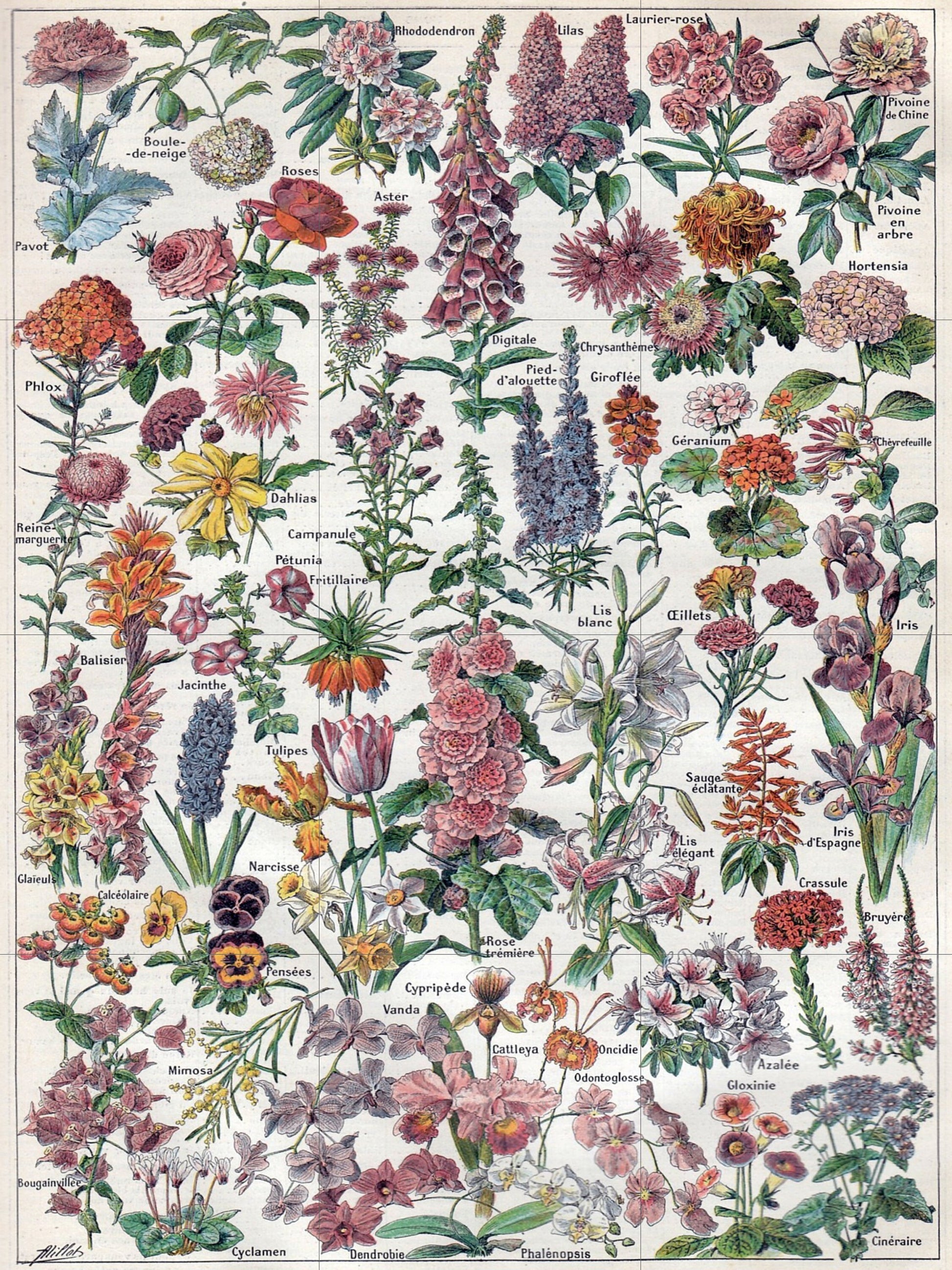 Tile Mural/Mosaic Ceramic Vintage Botanical Print Blossom Flowers - Larousse - Floral Print - Nature Wall Art - Flower Illustration