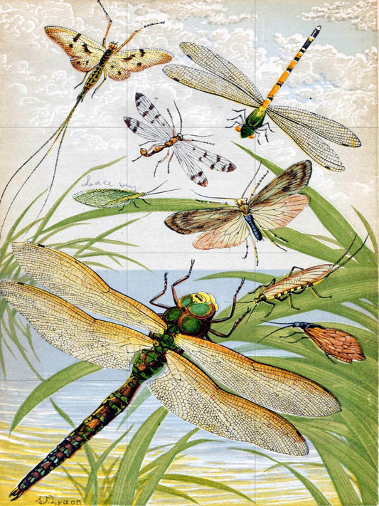 Tile Mural/Mosaic Ceramic Panel of Dragonflies - William Houghton - Insect Tile Mural - Wall Insect Art Print - Gloss Tiles - Tile Mosaic