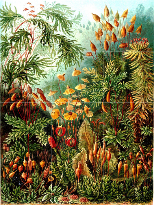 Tile Mural/Mosaic Ceramic Panel of Muscinae - Ernst Haeckel Botanical Print -Ernst Haeckel Print - Vintage Botanical Print - Floral Wall Art
