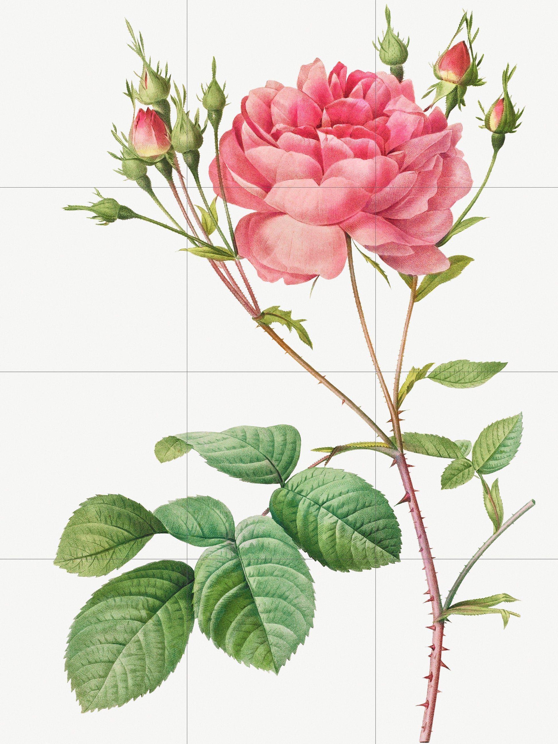 Tile Mural/Mosaic Ceramic Panel of Rose - Pierre-Joseph Redoute - Flower Wall Art - Vintage Botanical Print - Roses Print Home Decor