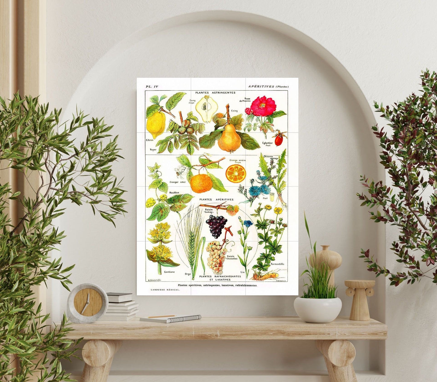 Vintage Fruit Illustration Tile Mural: Larousse Botanical Art