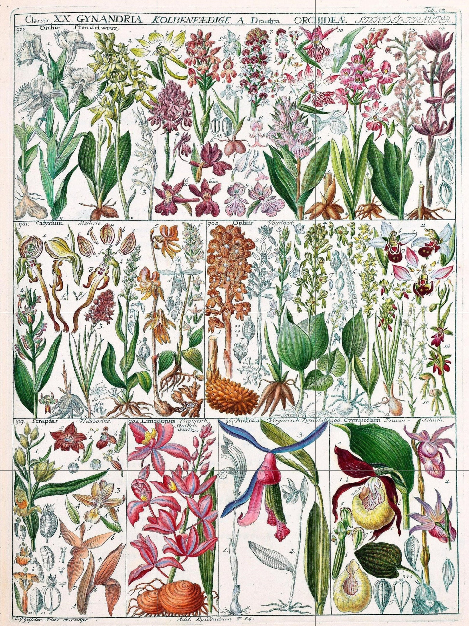 Tile Mural/Mosaic Ceramic Vintage Botanical Print Wildflowers - Larousse -Nature Wall Art - Flower Illustration - Larousse - Kitchen Mural