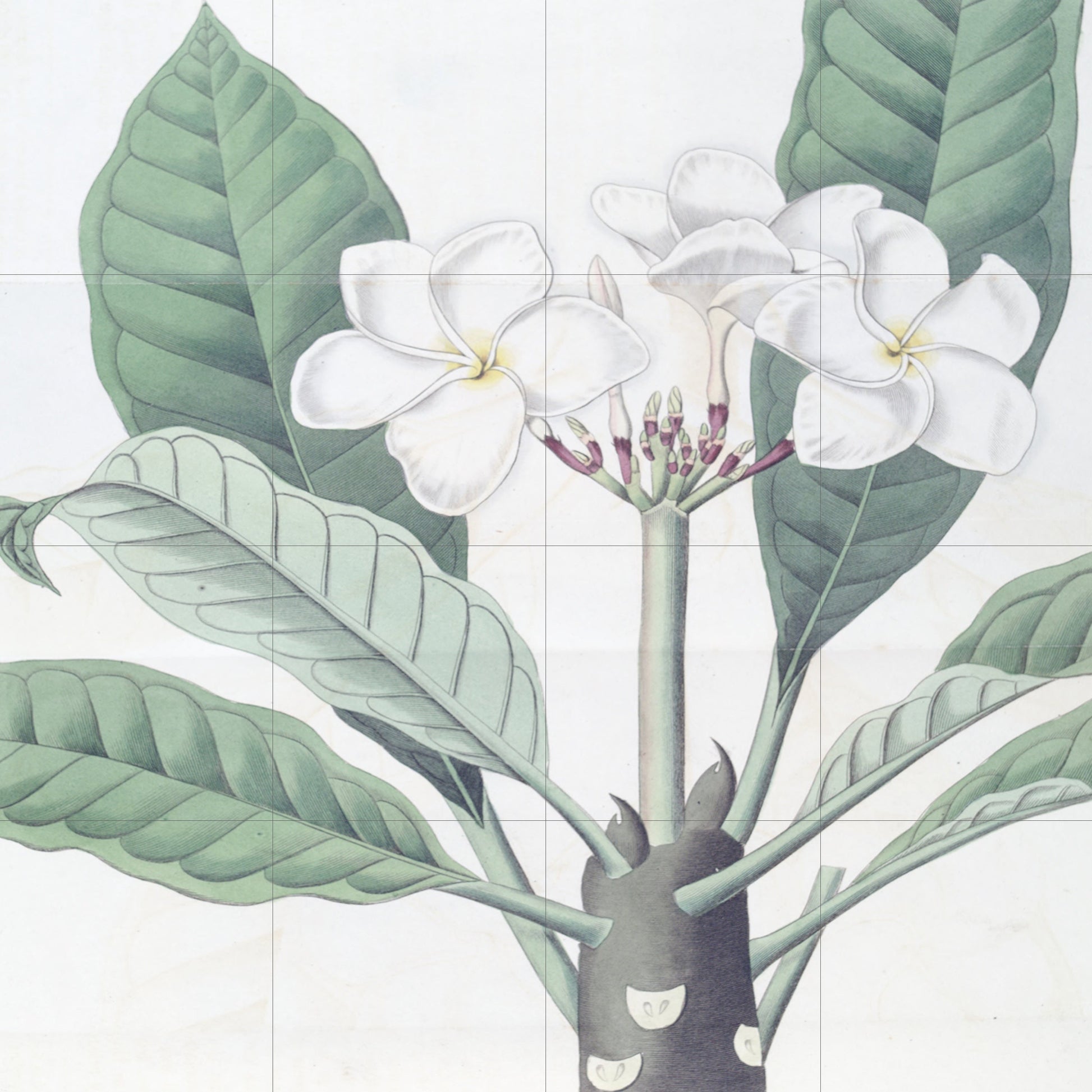 Tile Mural/Mosaic Ceramic Panel Plumeria - Edwards Sydenham - Flower Wall Art - Vintage Botanical Print - Floral Art - Flower Mural